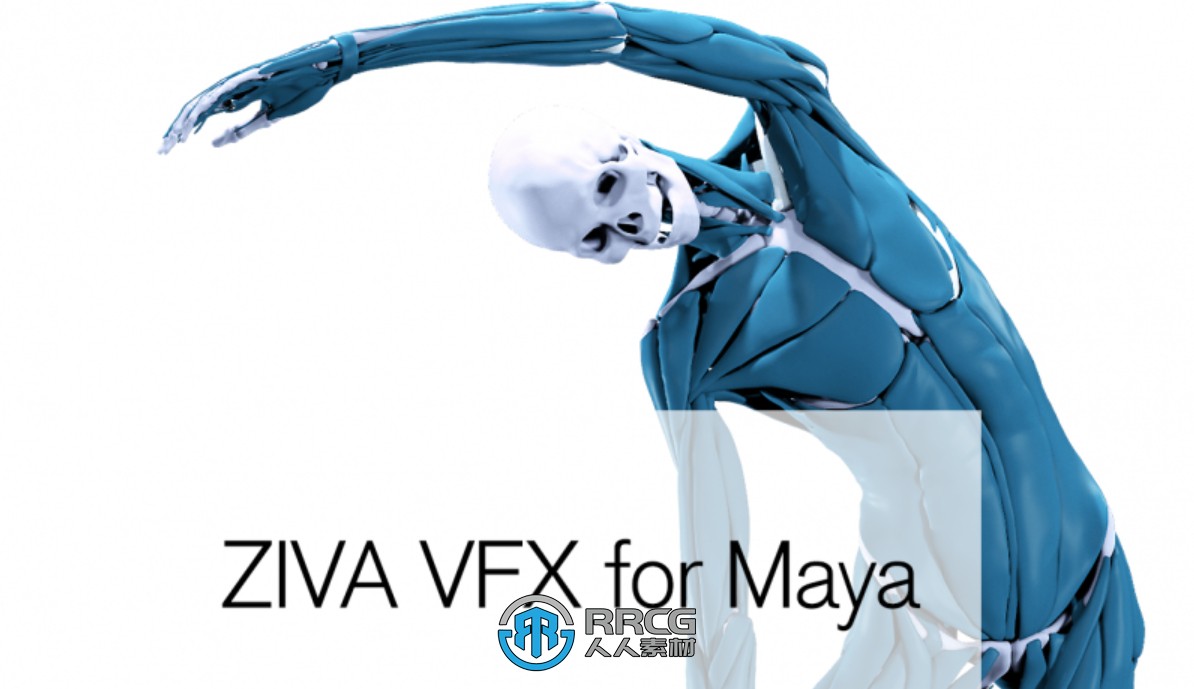 Ziva Dynamics Ziva VFX骨骼肌肉运动模拟Maya插件V2.1版