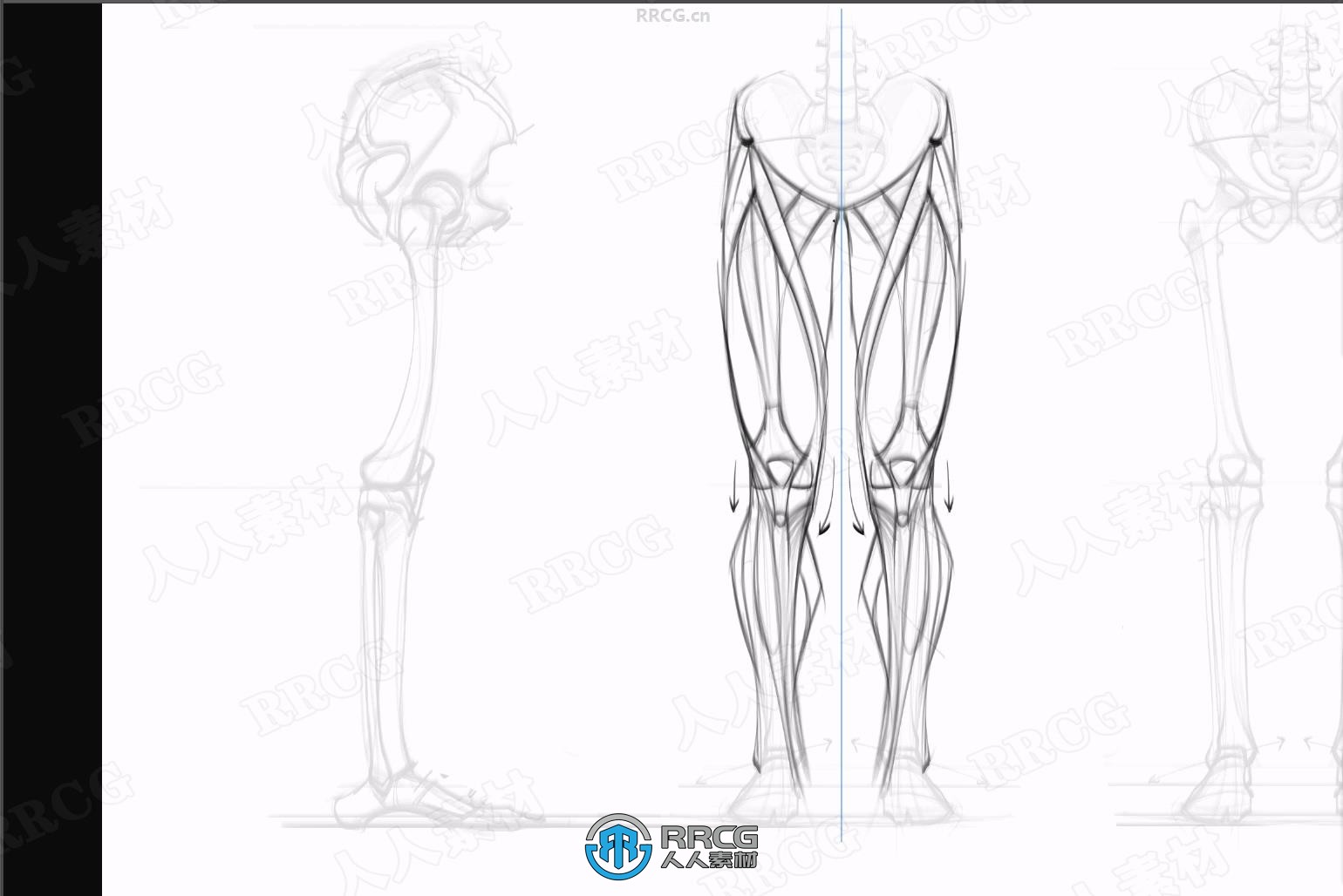 人体解剖学骨骼肌肉绘画完全指南视频教程