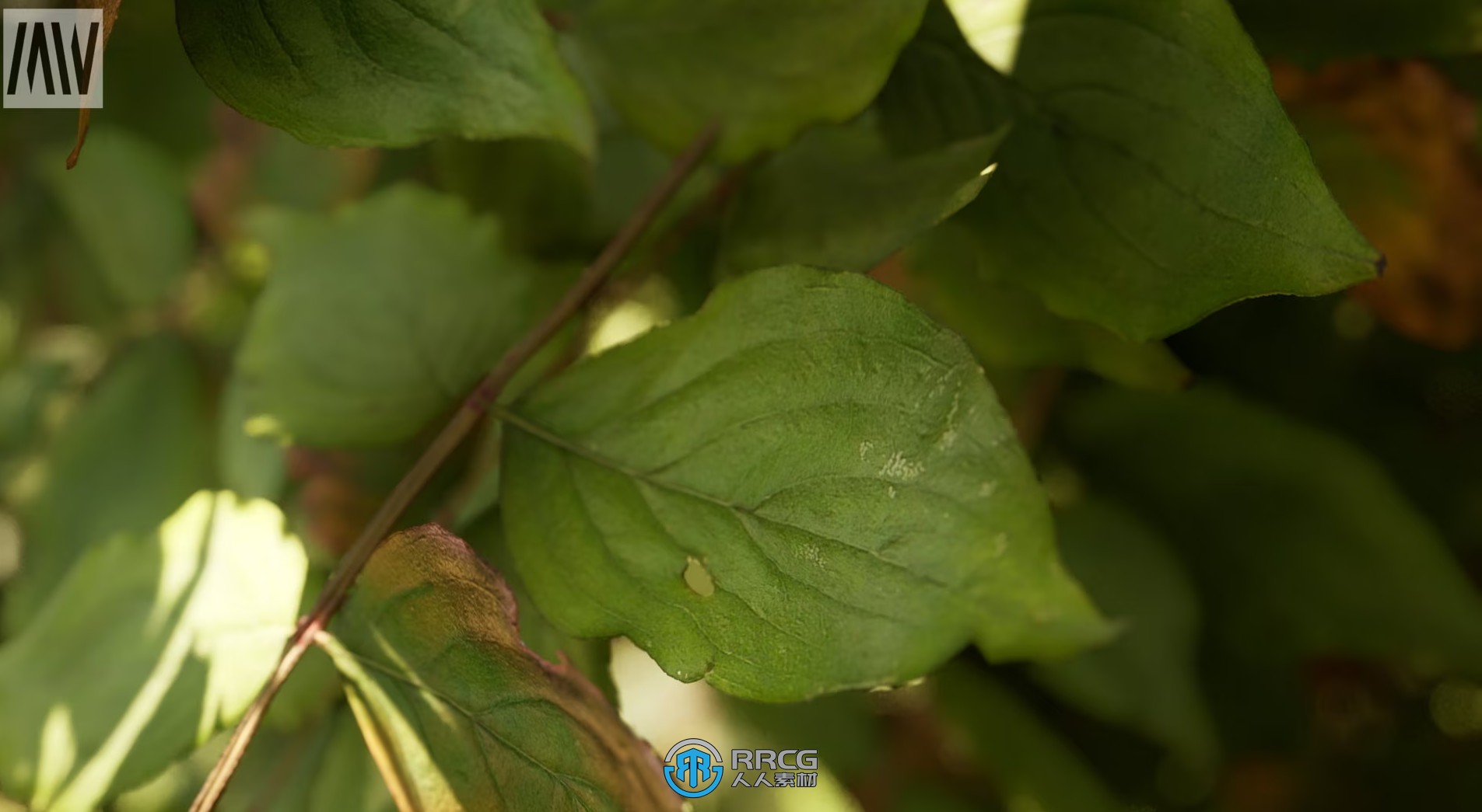 逼真完整森林生物圈自然环境场景UE游戏素材