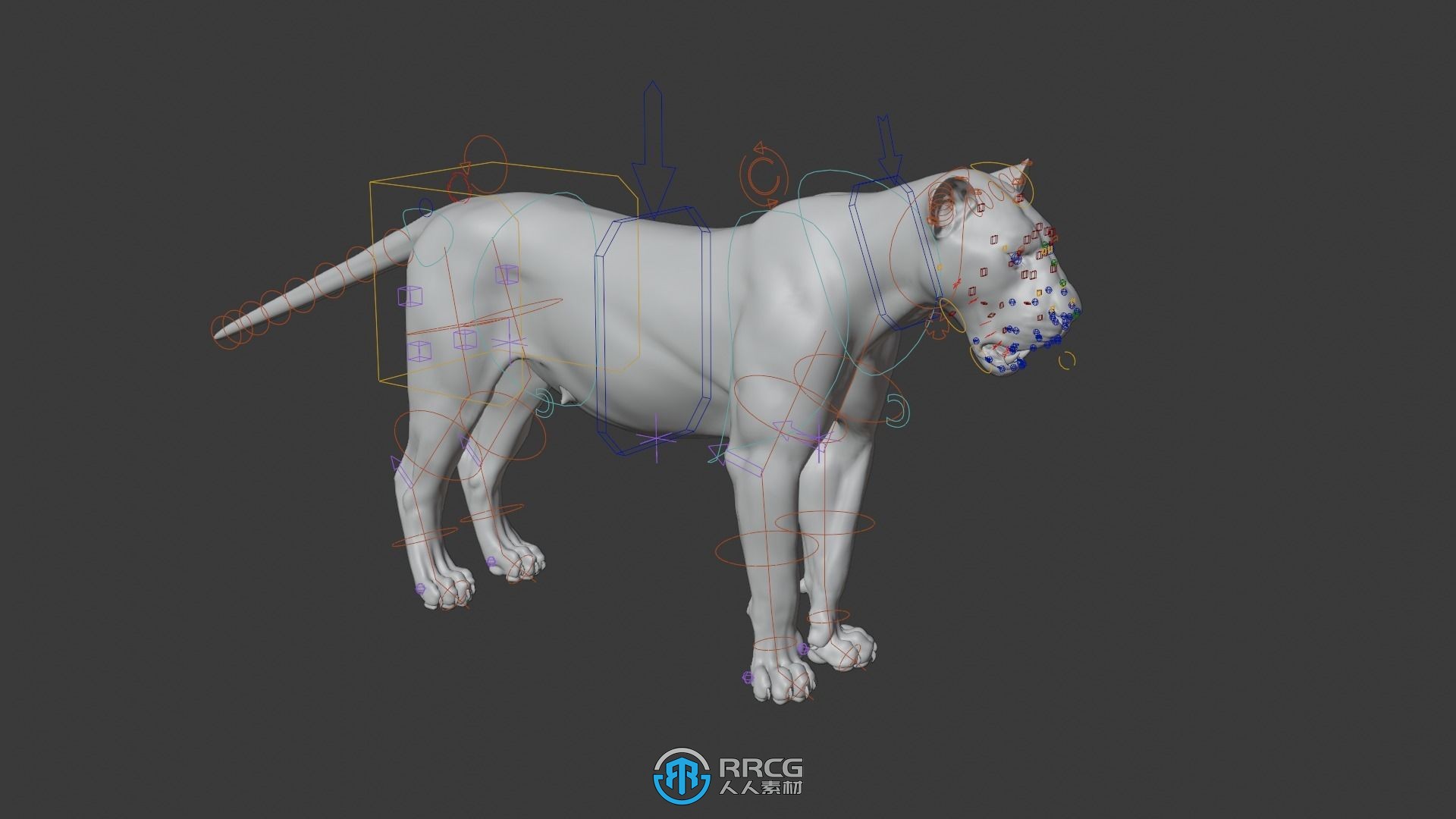 超逼真母狮子高模3D模型 附绑定动画