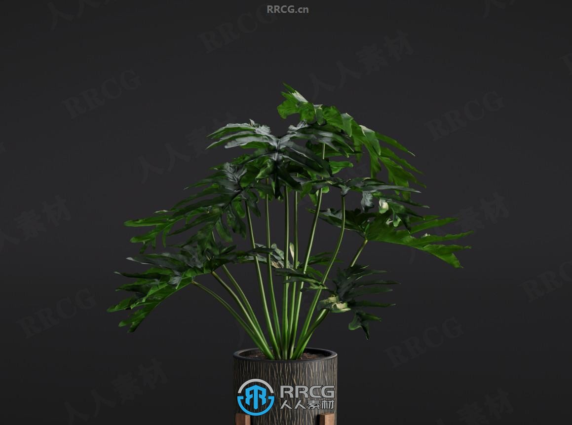 20组高质量室内植物花卉盆栽3D模型合集 Evermotion第280季