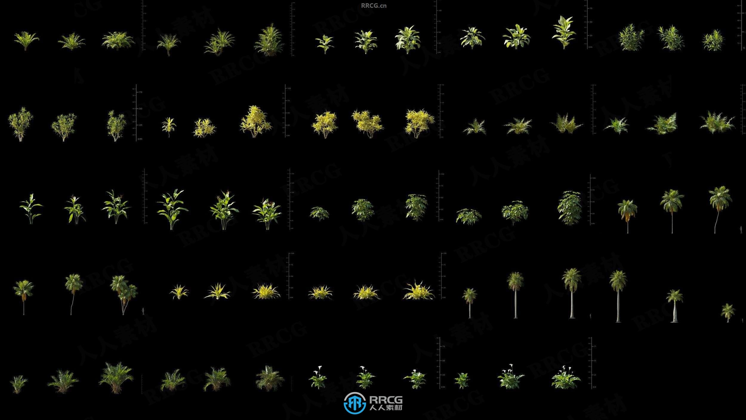 12组热带与亚热带蕨类棕榈类开花等草木植物3D模型合集 MT第158季