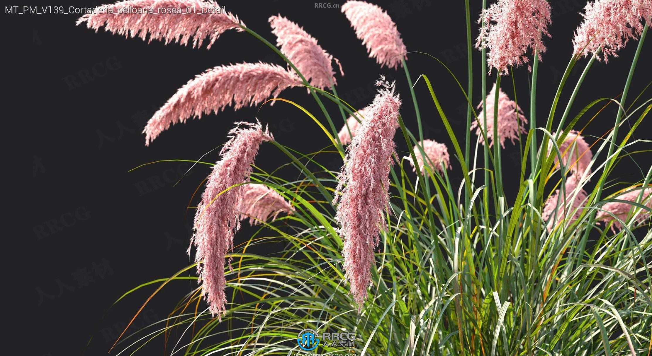 12组蓬松装饰性芒草观赏草喷泉草等草丛植物3D模型合集 MT第139季