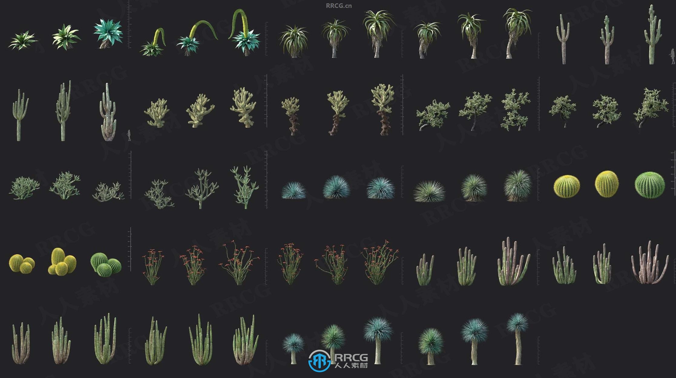 12组仙人掌芦荟龙舌兰等沙漠植物3D模型合集 MT第138季