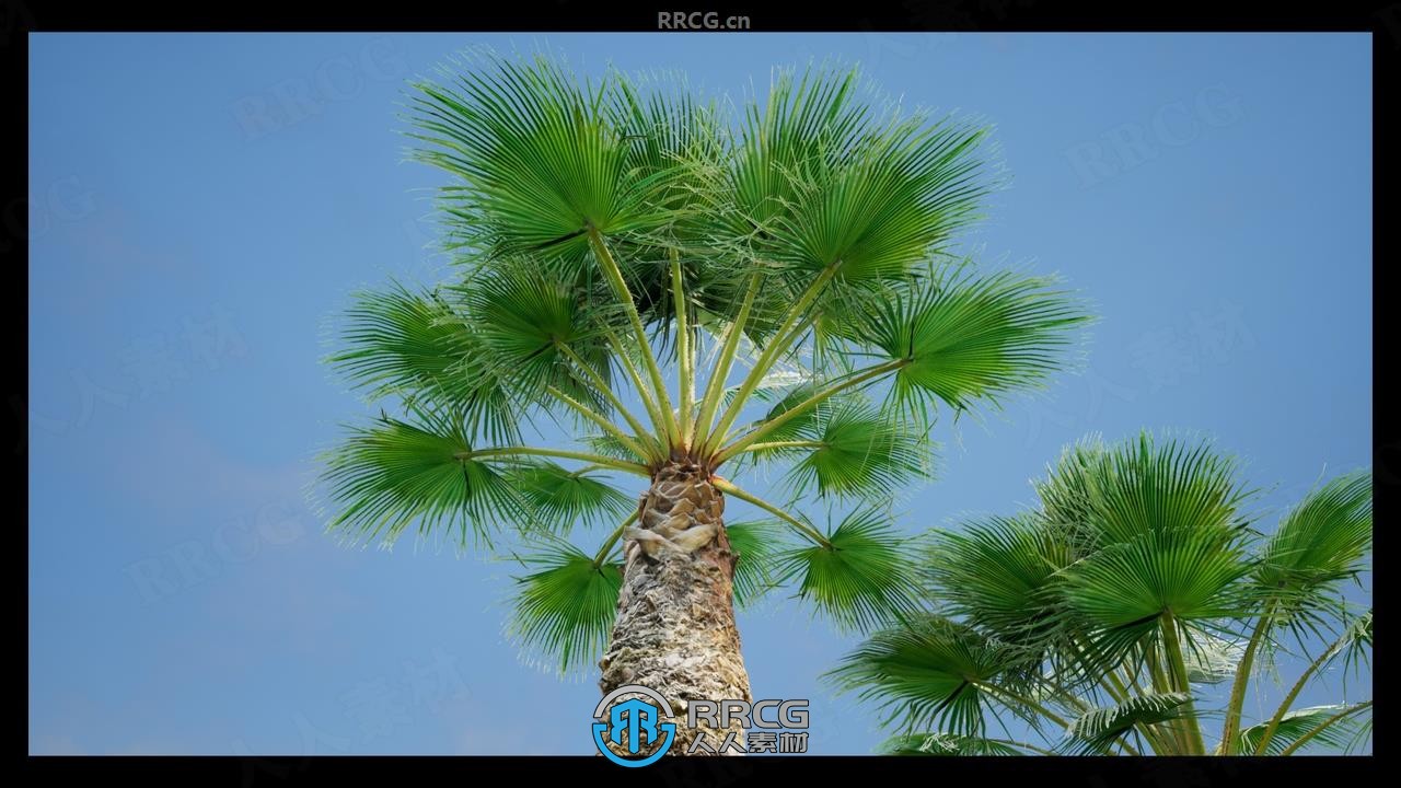 热带棕榈树环境场景树木植物模型UE游戏素材