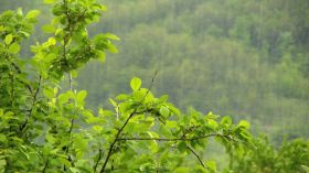 山里下雨实拍视频素材