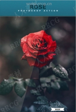 玫瑰鲜花惊艳明亮色彩调色滤镜艺术图像处理特效PS动作