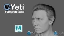 Peregrine Labs Yeti皮毛羽毛Maya插件V5.0.5版
