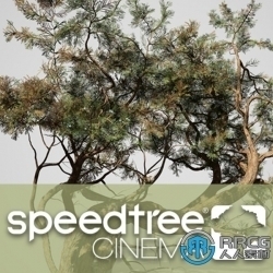 SpeedTree Modeler Cinema Edition树木植物实时建模软件V9.1.0版