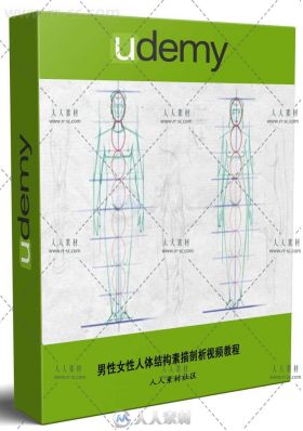 男性女性人体结构素描剖析视频教程 UDEMY EASY STEPS TO FIGURE DRAWING ANATOMY O...